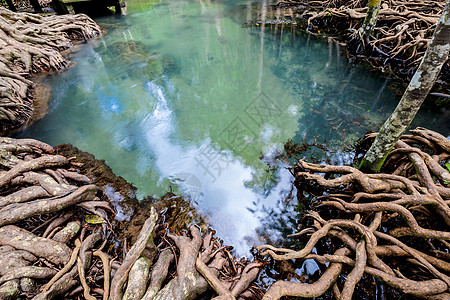 热带树根或沼泽林和水流中的Tha Pom红树林 泰国的植物蓝色水路环境叶子丛林海岸红树公园海滩图片