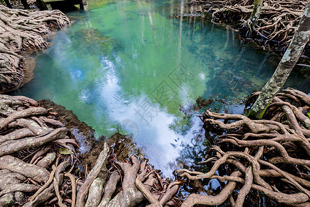 热带树根或沼泽林和水流中的Tha Pom红树林 泰国环境海岸蓝色公园水路旅行叶子运河养护沼泽图片
