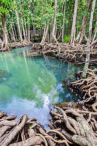 福尔根湖湖热带树根或沼泽林和流动水中的Tha Pom红树林树干丛林环境公园红树运河海岸森林叶子海滩背景