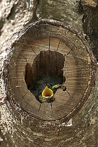 两只小鸟在树里筑巢动物团体生态生物兄弟植物新生小鸡羽毛婴儿图片