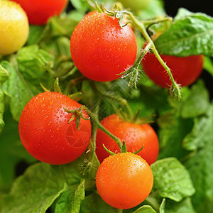 樱桃丛西红柿  健康蔬菜  健康食品 美丽的新鲜红番茄在树枝上饮食植物西红柿阳台生食农场生长叶子收成花园图片