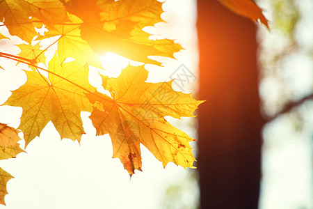 阳光树秋天公园落下的多彩明媚的叶子风景感恩金子太阳橙子花园南瓜阳光场景植物群背景