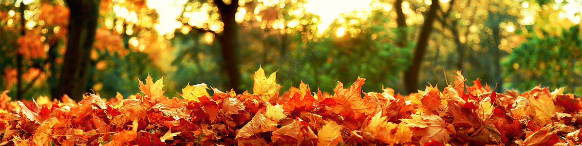 秋天公园落下的多彩明媚的叶子南瓜感恩背景植物群橡木橙子季节木头花园植物图片