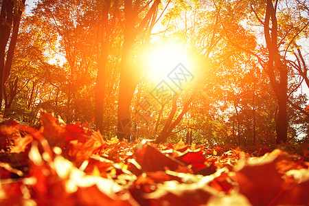 秋天公园落下的多彩明媚的叶子植物环境森林背景南瓜橙子植物群场景阳光橡木图片