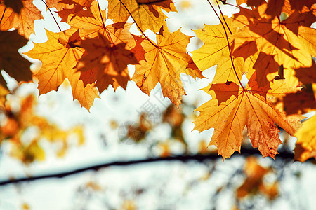 枫叶水墨秋天公园落下的多彩明媚的叶子森林风景金子环境太阳花园场景阳光橡木季节背景