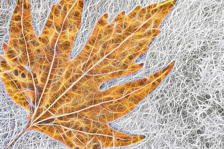 分形艺术 灰色背景上的秋叶打印绘画黑色插图叶子水彩花园蓝色植物森林图片
