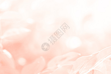 柔和的粉红色橙色美丽的春花绽放分支背景与贺卡或环境封面横幅和标题的免费复制空间图片
