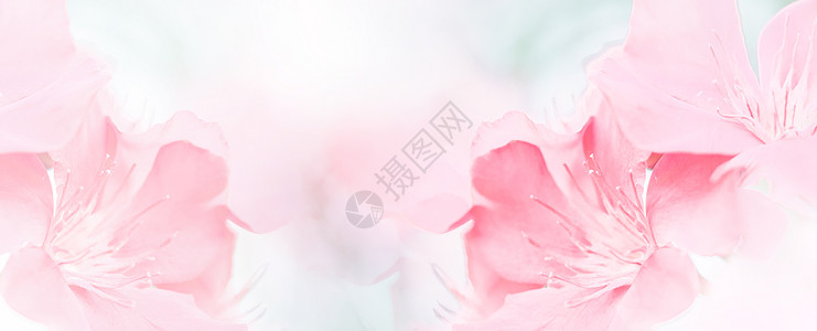 粉红色美丽的春花绽放分支背景与免费复制空间贺卡或环境封面横幅和标题图片