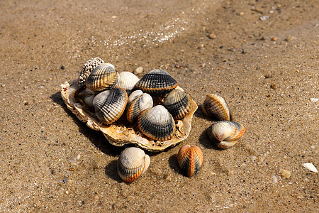 沙滩上常见的 食用盐水蛤肌肉海鲜食物微光火花假期盘子海洋动物贝类图片