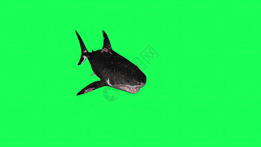 3d 插图绿屏中的鲨鱼背景海洋潜水眼睛捕食者3d生物野生动物牙齿模型绿色图片