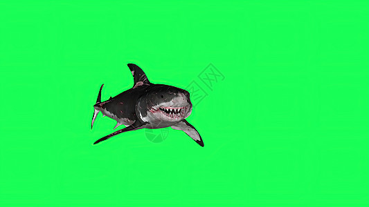 绿幕3d 插图绿屏中的鲨鱼背景模型牙齿濒危野生动物渲染攻击游泳动物3d生物背景