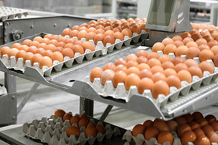 工厂鸡蛋生产 工人把鸡蛋放在传送器上 农业企业公司农民职业农场运输女士控制机器农业家禽包装图片