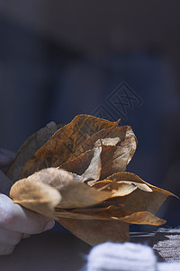 枫叶水墨手握着一堆落叶黄叶植物树叶橙子感恩季节叶子枫叶背景