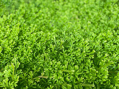 自然植物和 lea 的绿化背景雨林环境叶子森林季节墙纸绿叶花园绿色植物公园图片