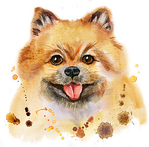 狗博美犬吐水的水彩肖像朋友打印艺术新年卡片小狗海报哺乳动物宠物绘画图片