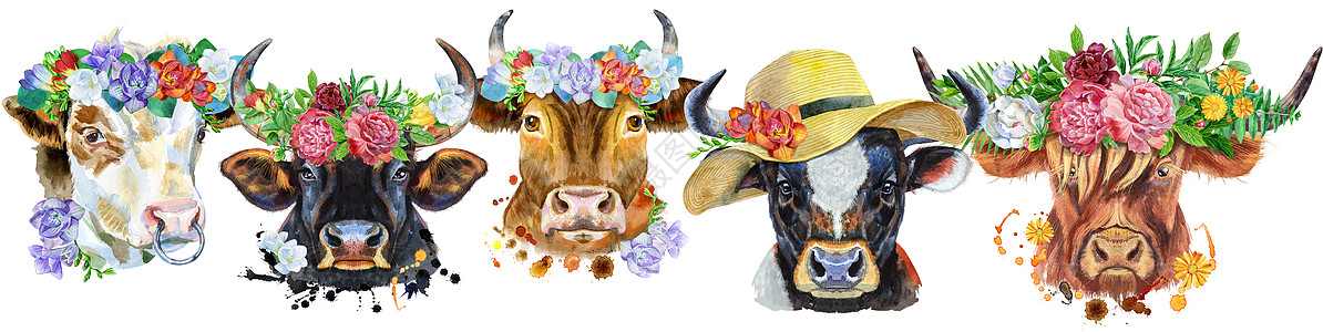 用于装饰的公牛水彩肖像的边框艺术眼镜插图奶制品绘画牡丹领结家畜牛肉女性图片