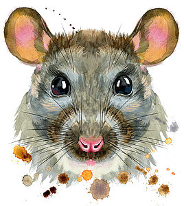 飞溅的大鼠水彩肖像宠物老鼠孩子仓鼠绘画乐趣眼睛哺乳动物野生动物动物图片