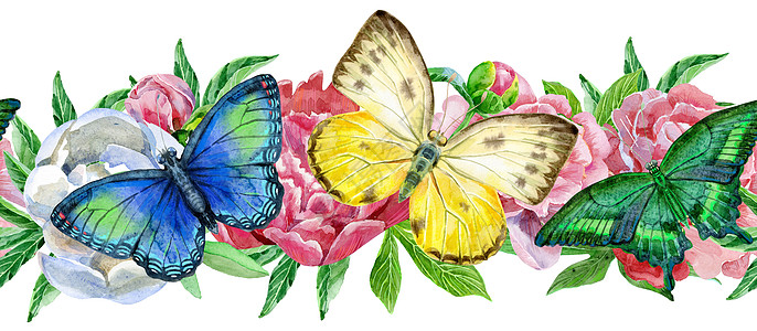 白色背景上有五颜六色的蝴蝶和牡丹的无缝花卉边框图片