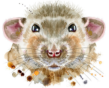 飞溅的大鼠水彩肖像野生动物乐趣老鼠毛皮卡通片荒野孩子动物仓鼠尾巴图片
