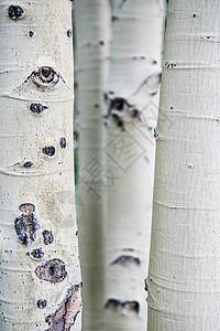 纪念碑谷中的白桦树眼睛高清图片