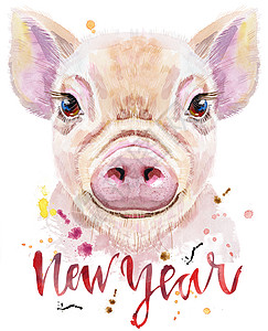 迷你猪的水彩画像 上面刻着新年的字样假期动物插图朋友宠物海报艺术伴侣农场分娩图片