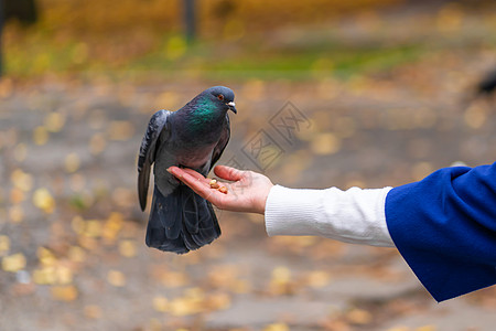 一个人手持一只鸽子 在公园喂鸽子 用鸽子图片