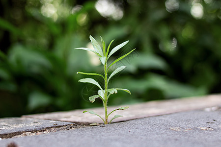 细长的植物在混凝土缝合上生长图片