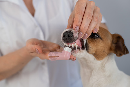 女兽医用特别的刷子刷牙 在她手指上画着狗大耳塞利起重机的牙动物猎犬凝胶空腔小狗宠物药品牙刷沙龙牙医图片