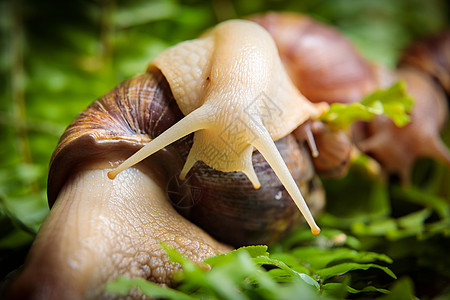 一只长着小蜗牛的大白蜗牛 沿着植物枝条爬来爬去天线媒体情调主题蜗牛壳鼻涕虫社交螺旋生活动物图片