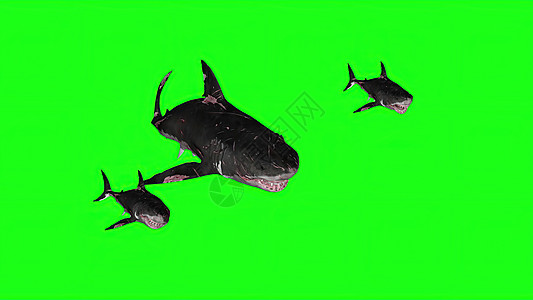 3d 插图绿色背景上的鲨鱼捕食者蓝色眼睛濒危攻击动物潜水渲染海洋游泳图片