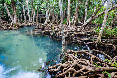 泰国沼泽林和流动水中的热带树根或Tha pom红树林海滩养护沼泽叶子丛林溪流塔蓬红树公园环境图片
