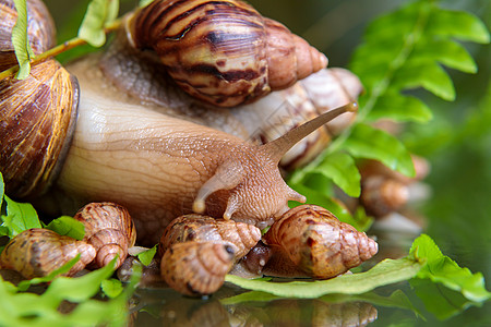 一只长着小蜗牛的大白蜗牛 沿着植物枝条爬来爬去食物叶子鼻涕虫贝壳螺旋脊椎动物媒体生活情调主题图片