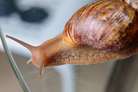 一只大蜗牛爬过玻璃桌 摇晃着天线异国叶子植物动物媒体蜗牛壳主题社交生活喇叭图片