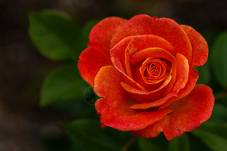 花园里的红玫瑰妈妈们纪念日宏观浪漫问候语玫瑰订婚绿色礼物周年图片