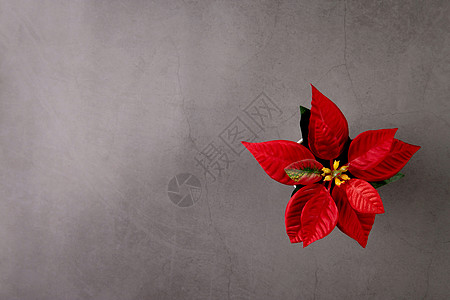 一品天作一品红花在圣诞快乐日庆祝水泥纹理背景 圣诞假期与植物或花卉是象征 没有人 没有人 植物群和花朵的元素 顶视图背景