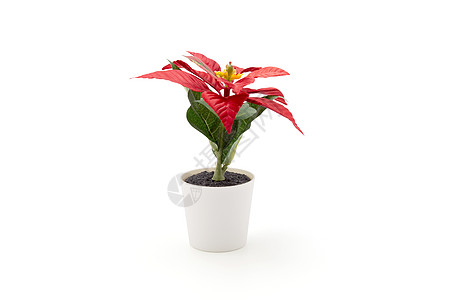 一品天作一品红花在圣诞快乐日庆祝孤立在白色背景上 圣诞假期与植物或花卉是象征 没有人 没有人 植物群的元素和装饰品的绽放背景
