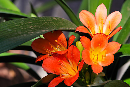 绿色节能充满活力的布什百合花背景