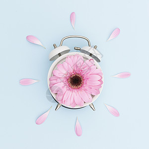 顶视图安排与粉红色雏菊 clock2 高品质美丽的照片概念图片