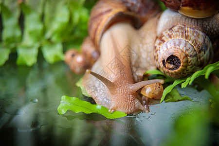 一只大白蜗牛爬过玻璃桌 摇晃着天线异国情调脊椎动物植物生活媒体主题贝壳蜗牛壳动物图片