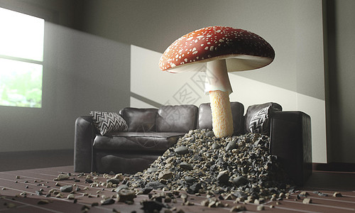 长在沙发上的蘑菇 高品质照片图片