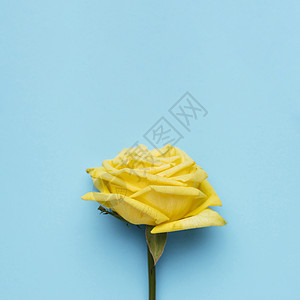 美丽的黄色玫瑰蓝色背景 高品质照片图片