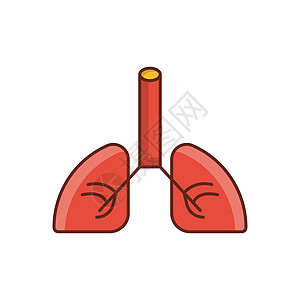 肺解剖学结核肺炎器官医疗支气管药品生物学插图诊所图片