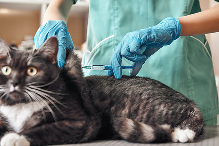 不要害怕一位身穿工作服的年轻女兽医要给兽医诊所桌子上的一只大黑猫打针 它的眼睛受到惊吓图片