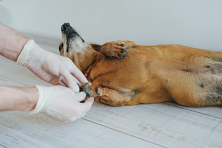 狗种Dachshund 在兽医诊所的一个接待处朋友羊毛手套动物商业爪子治疗考试橡皮成年图片