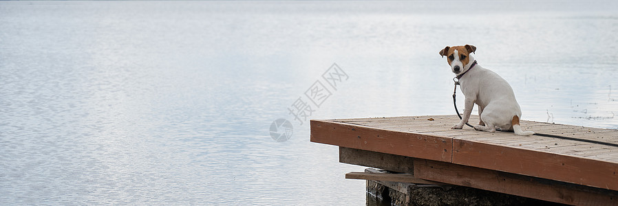 可悲的狗杰克罗塞尔泰瑞尔独自坐在湖边的码头上钓鱼宠物季节假期旅行地平线小猎犬孤独木头海滩图片