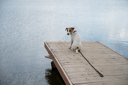 可悲的狗杰克罗塞尔泰瑞尔独自坐在湖边的码头上钓鱼地平线孤独旅行自由活动季节朋友海洋木头图片