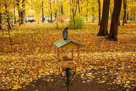 城市鸽子坐在秋天公园的鸟类喂鸟器上图片