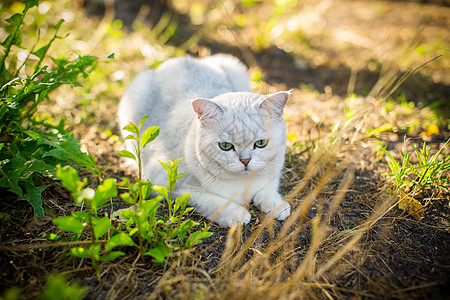 在户外散步的苏格兰猫 长着直耳朵的鱼头发成人鸟舍房子猫咪领土生活宠物毛皮街道背景图片