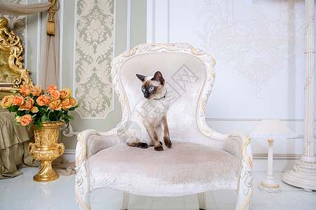 动物装饰和珠宝的主题 美丽的猫女人摆在巴洛克式室内的老式椅子上 或泰国猫没有尾巴 脖子上有项链织物宠物卧室情调房子宝石客厅珠子动图片