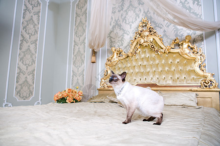 奢侈与财富的主题 没有尾尾巴的无纯种大黄面包 Mecogon的小猫 在法国欧洲万赛宫复兴党Baroque枕头旁边的大床头板上图片